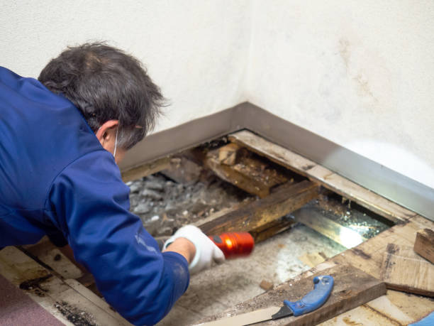 Best Attic Mold Remediation in Yarrow Point, WA