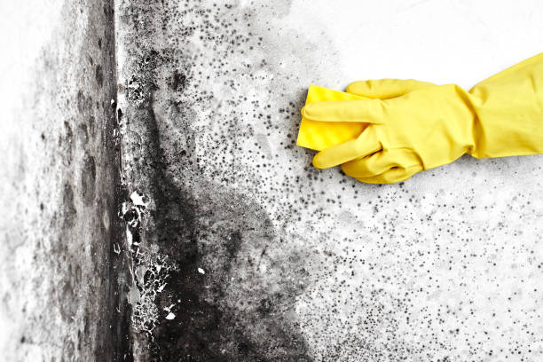 Best Emergency Mold Remediation in Yarrow Point, WA