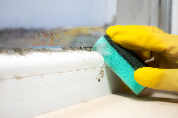 Professional Mold Remediation in Yarrow Point, WA