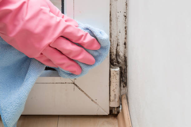 Best Bathroom Mold Remediation in Yarrow Point, WA