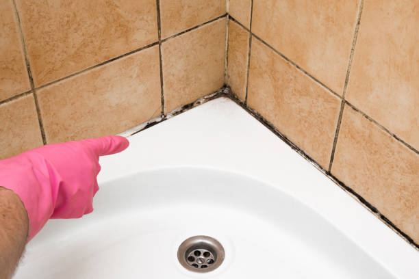 Best HVAC Mold Remediation in Yarrow Point, WA